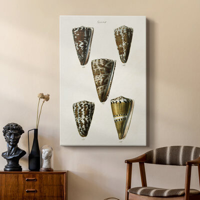 Dovecove Cone Shell Collection V -Custom Wrapped Gallery Cavas