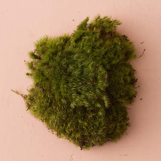 Fresh Clump Moss ,