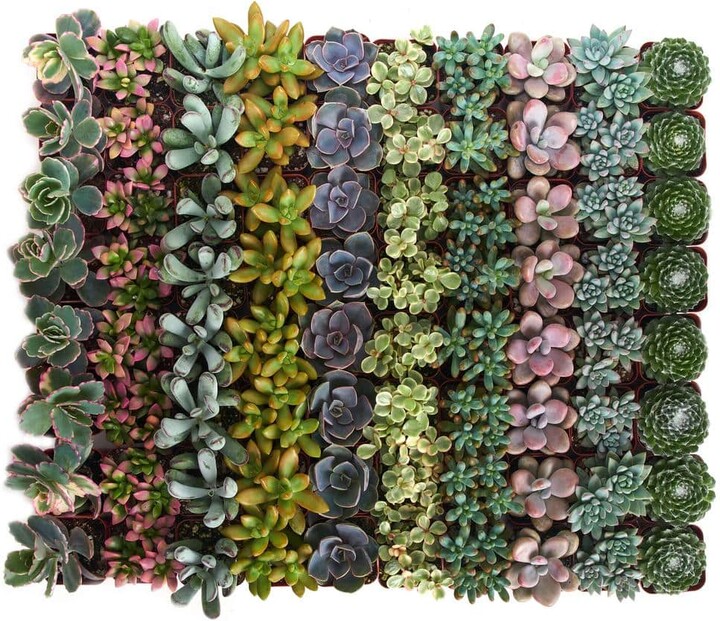 ShopSucculents 2 in. Premium Pastel Succulent (Collection of 64)