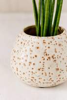 Thumbnail for your product : Patricia Glazed Ceramic Planter