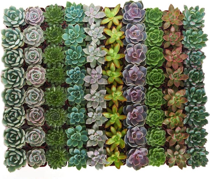 ShopSucculents 2 in. Rosette Succulent (Collection of 40)