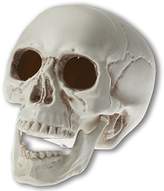 Halloween Decorations - ShopStyle