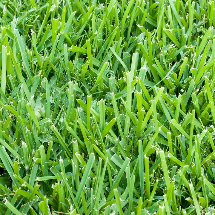 Harmony St. Augustine 500 sq. ft. Sod Pallet