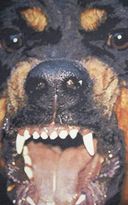 Thumbnail for your product : Givenchy Rottweiler Scarf-Black