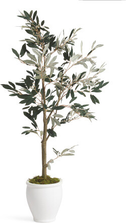TJMAXX 4Ft Olive Tree In Ceramic Pot - ShopStyle Decor