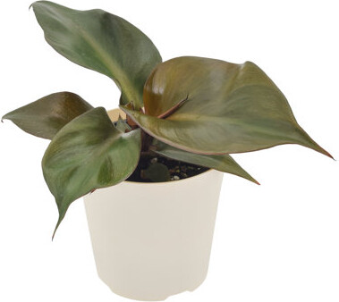 Arcadia Garden Products 4" Philodendron Red Heart