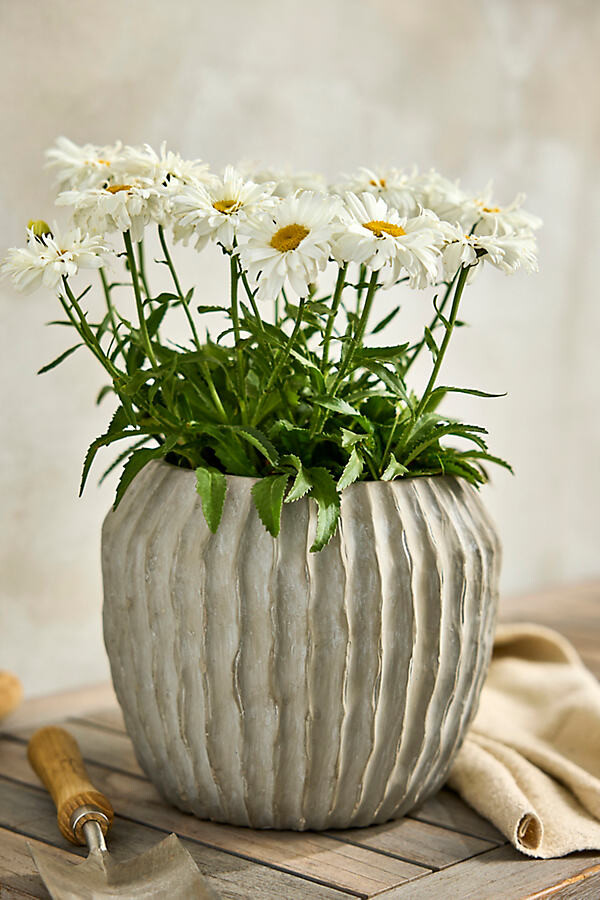 Urchin Cement Taper Planter