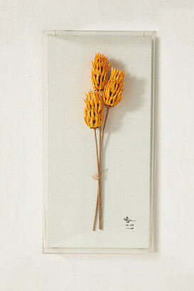 Anthropologie Dried Botanical Wall Art By in Orange Size S - ShopStyle