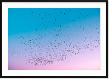 Robin Riley Photography Starlings At Dusk