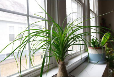 Wekiva Foliage LLC Ponytail Palm - Live Plant in an 8 Inch Pot - Beaucarnea Recurvata - Beautiful Clean Air Indoor Succulent Houseplant
