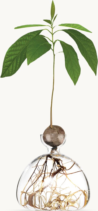 Ilex Studio Avocado Vase Clear