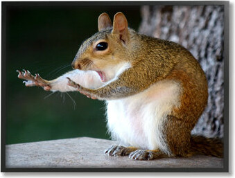 Stupell Industries Ba-396-Framed Funny Shocked Pose Squirrel Framed On Wood by Mary McGowan Print