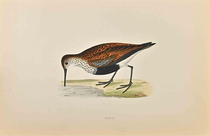 Alexander Francis Lydon , Dunlin- Woodcut Print by Alexander Francis Lydon - 1870, 1870
