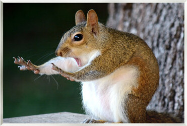 Stupell Industries Funny Shocked Pose Squirrel On MDF by Mary McGowan Print