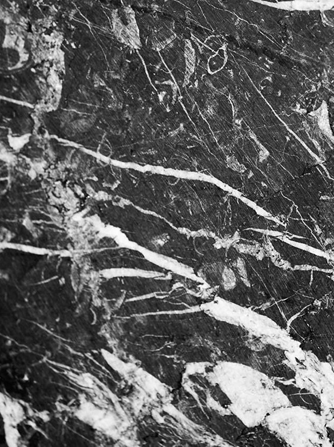 Damiani Publishers David Adjaye Adam Pendleton Book