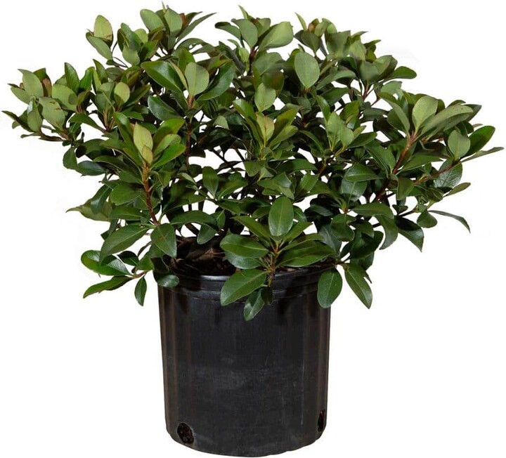 FLOWERWOOD 2.5 Gal - Snow White Indian Hawthorn, Live Evergreen Shrub, White Blooms