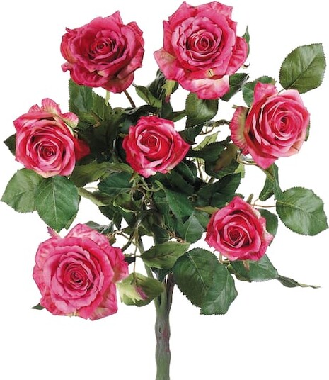 Allstate Pink Confetti Rose Bush