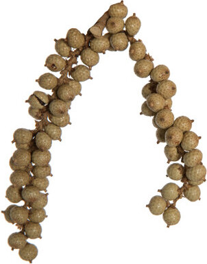 Vickerman 0.75 Plant