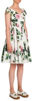 Thumbnail for your product : Dolce & Gabbana Rose Print Tie-Shoulder Fit-&-Flare Dress