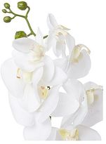 Thumbnail for your product : Linea Cream phalaenopsis orchid single stem
