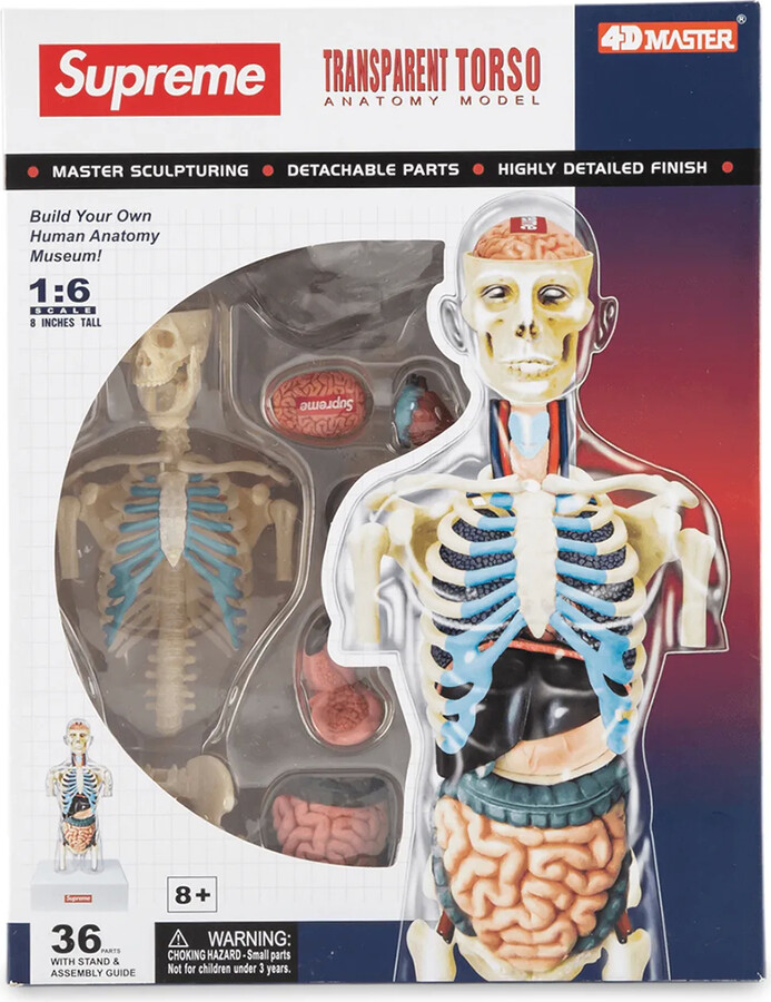 Supreme Male Anatomy Model - ShopStyle
