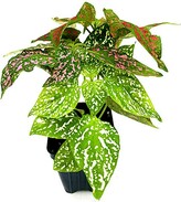 Thumbnail for your product : Etsy Tricolor Polka Dot Plants, Hypoestes Phyllostachya, Freckle Face Plants - Houseplants, Foliage Home Décor 2.5" Deep Pot