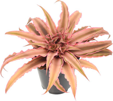 Arcadia Garden Products Cryptanthus Live Cryptanthus Plant in Nursery Pot