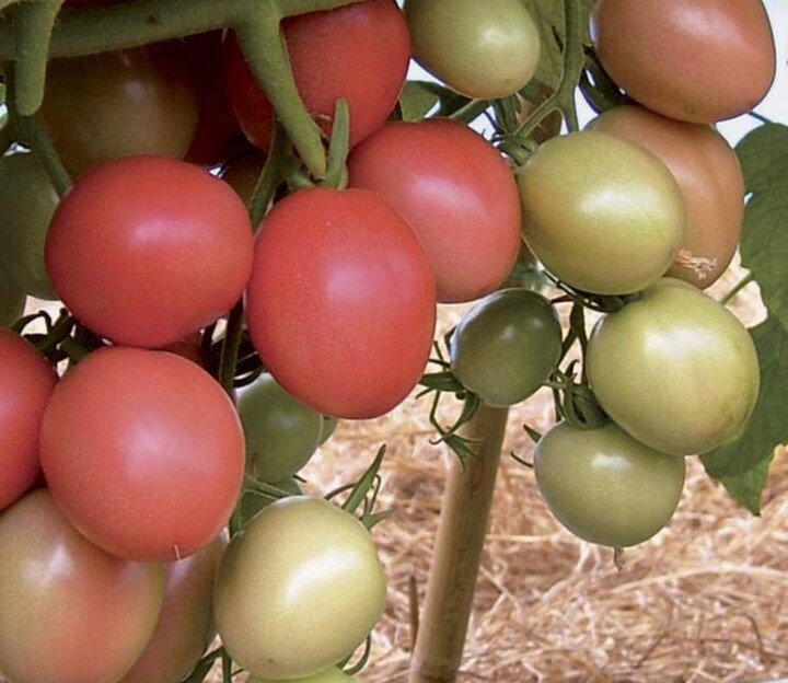 Thai Pink Egg Tomato | F1 Seed | Seeda
