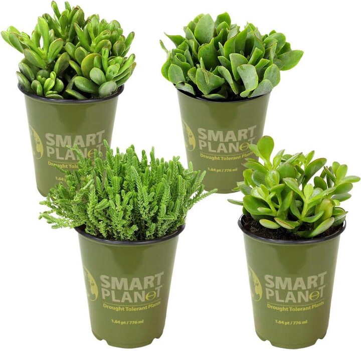 Smart Planet 1 qt. Crassula Assorted Succulents (4-Pack)