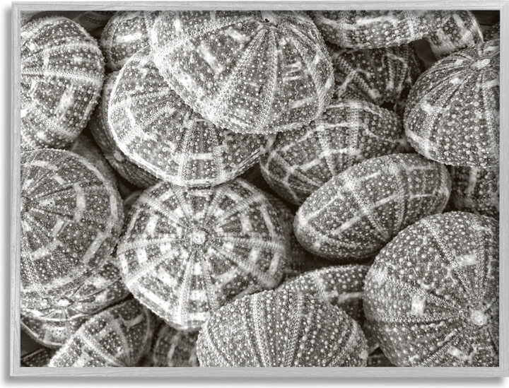 Stupell Industries Pewter Sea Urchins Photography Animals & Insects Photography Gray Framed Art Print Wall Art, 20 x 16