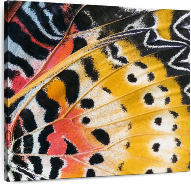 Ebern Designs Brampt Monarch Butterfly Wing