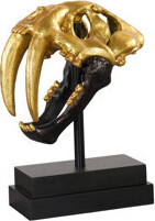 Phillips Collection Saber Tooth Tiger Skull