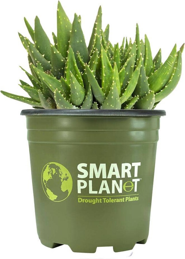 Smart Planet 1 Gal. Aloe Nobilis - Single