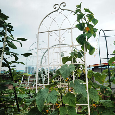 Lark Manor 4 Pack Metal Garden Trellis 86.7\