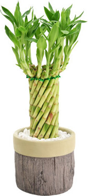 Arcadia Garden Products Tornado Lucky Bamboo In Stump Ceramic Planter