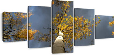 Latitude Run Aspen Tree Canopy