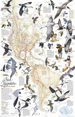National Geographic Maps Bird Migration, Western Hemisphere Wall Map