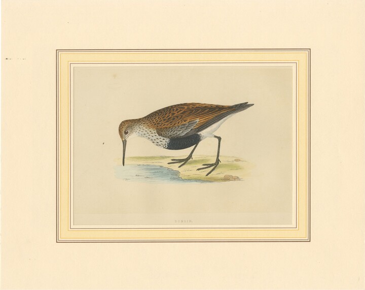 1stDibs Antique Bird Print Of A Dunlin