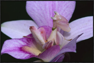 East Urban Home 'Orchid Mantis Female Mimicking A Pink Flower Cameron Highlands Near Tapah In West Malaysia' Framed Photographic Print