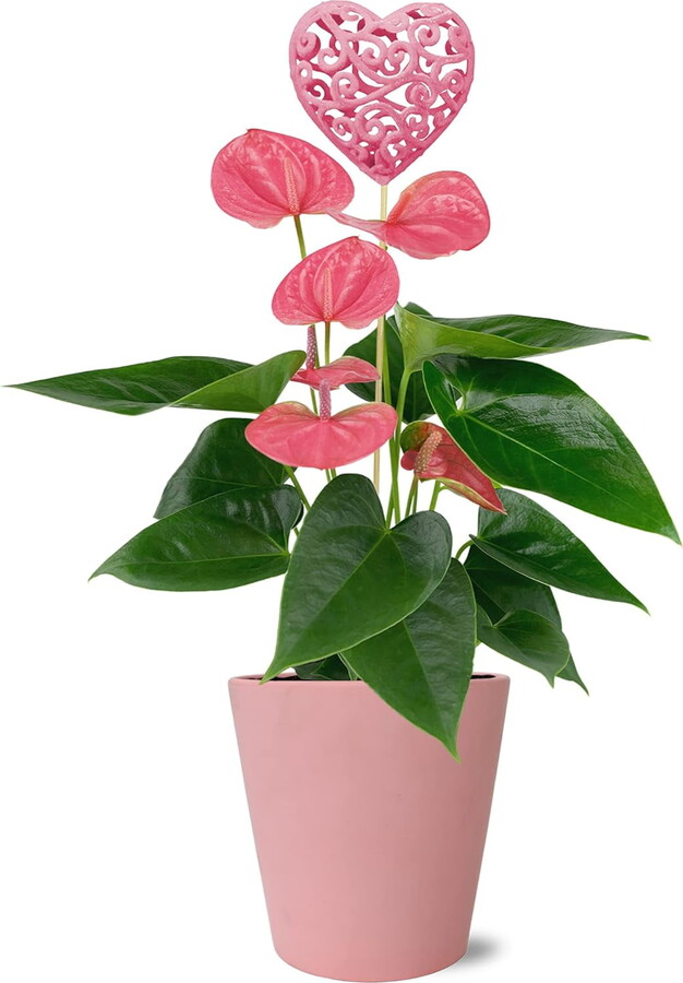 Green Circle Growers Just Add Ice 14-I8" Valentine's Day Pink Anthurium Live Plant in 5" Pink Ceramic Pot with Pink Heart, House Plant