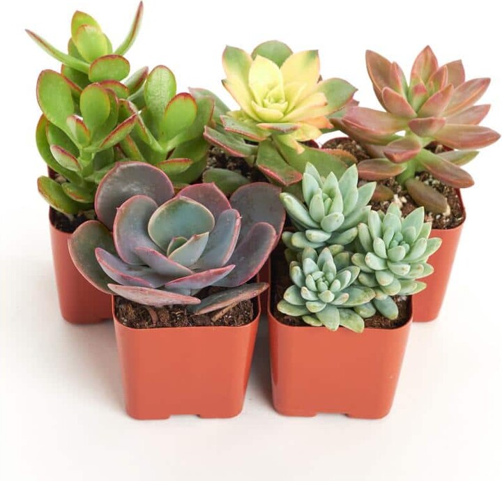 ShopSucculents Unique Mix Live Succulents in Soil Hand Selected Variety (5-Pack)