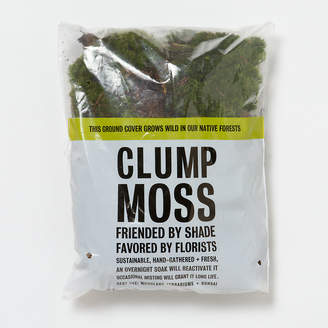Fresh Clump Moss ,