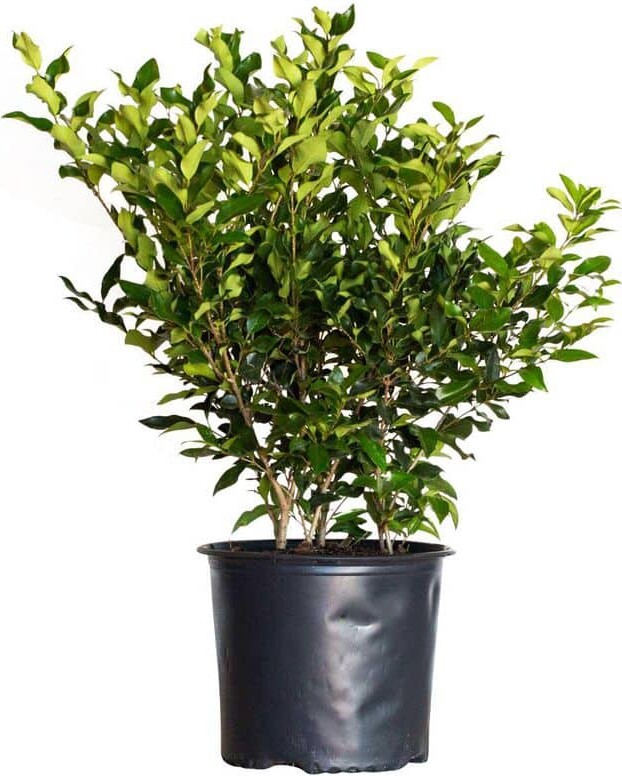 FLOWERWOOD 2.5 Gal - Wavy Leaf Ligustrum Recurvifolia, Evergreen Shrub, Creamy-White Flowers