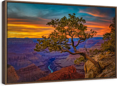 Grand Canyon Juniper Tree