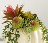 Thumbnail for your product : Pottery Barn Succulent in Pumpkin