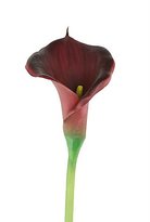 Thumbnail for your product : CALLA Laura Cole 28 Lily