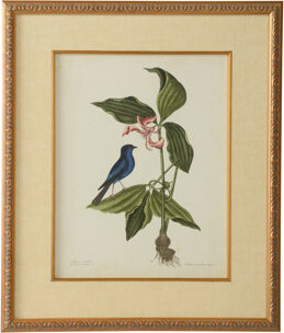Chelsea House Catesby Bird and Botanical IV - Picture Frame Graphic Art