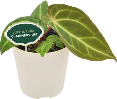 Arcadia Garden Products 4" Anthurium Clarinervium