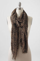 Thumbnail for your product : Lands' End Women's Lofty Printed Gauze Scarf