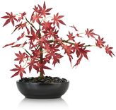 Thumbnail for your product : Next Bonsai Acer Tree